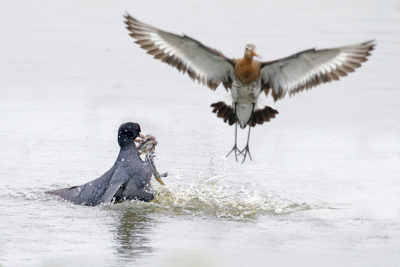 <i class='fa fa-user'></i> Gejo Wassink |   Meerkoet  <i class='fa fa-eye'> 396</i>  <i class='fa fa-thumbs-up'> 3</i>   <i class='fa fa-comment-o'> 16</i>