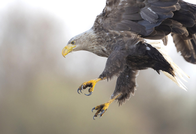 <i class='fa fa-user'></i> natuurflits |   Zeearend  <i class='fa fa-eye'> 402</i>  <i class='fa fa-thumbs-up'> 24</i>   <i class='fa fa-comment-o'> 17</i>