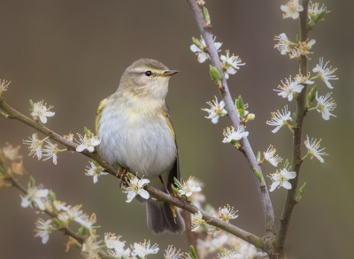 <i class='fa fa-user'></i> Hillebrand Keun |   Fitis  <i class='fa fa-eye'> 244</i>  <i class='fa fa-thumbs-up'> 21</i>   <i class='fa fa-comment-o'> 13</i>