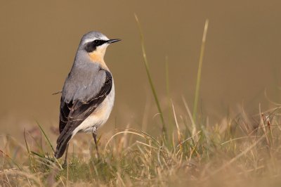 <i class='fa fa-user'></i> Peter Soer |   Tapuit  <i class='fa fa-eye'> 223</i>  <i class='fa fa-thumbs-up'> 8</i>   <i class='fa fa-comment-o'> 4</i>