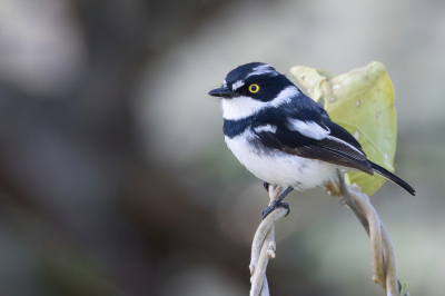 <i class='fa fa-user'></i> Paul van Giersbergen |   Oostelijke Savannevliegenvanger  <i class='fa fa-eye'> 129</i>   <i class='fa fa-comment-o'> 1</i>