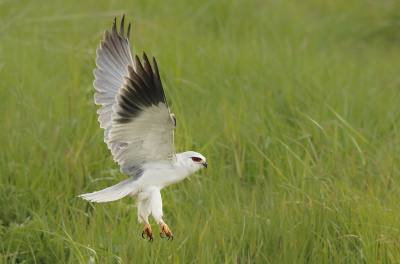 <i class='fa fa-user'></i> thijsglastra |   Grijze Wouw  <i class='fa fa-eye'> 595</i>  <i class='fa fa-thumbs-up'> 22</i>   <i class='fa fa-comment-o'> 25</i>