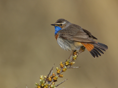 <i class='fa fa-user'></i> Boudewijn Schreiner |   Blauwborst  <i class='fa fa-eye'> 272</i>  <i class='fa fa-thumbs-up'> 14</i>   <i class='fa fa-comment-o'> 14</i>