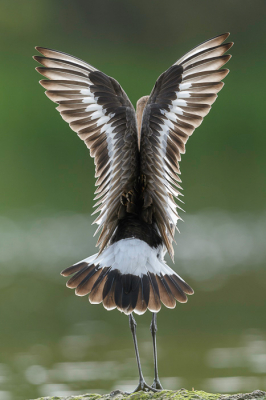 <i class='fa fa-user'></i> LubbertBoersma |   Grutto  <i class='fa fa-eye'> 255</i>  <i class='fa fa-thumbs-up'> 7</i>   <i class='fa fa-comment-o'> 13</i>