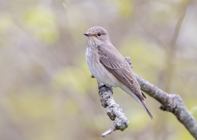 Gister ineens een vreemde vogel in de tuin, dat gebeurt wel vaker maar deze keer was het echt een vogel.
We denken dat we de Grauwe Vliegenvanger op bezoek hadden, hij heeft waarschijnlijk een tussenstop gemaakt tijdens de trek. Vinden wij niet erg :-)