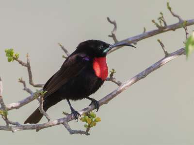 <i class='fa fa-user'></i> Paul van Giersbergen |   Hunters Honingzuiger  <i class='fa fa-eye'> 111</i>  <i class='fa fa-thumbs-up'> 1</i>   <i class='fa fa-comment-o'> 1</i>