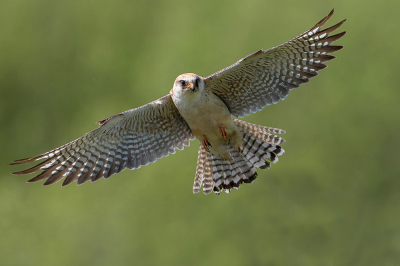 <i class='fa fa-user'></i> Tom |   Roodpootvalk  <i class='fa fa-eye'> 276</i>  <i class='fa fa-thumbs-up'> 6</i>   <i class='fa fa-comment-o'> 8</i>