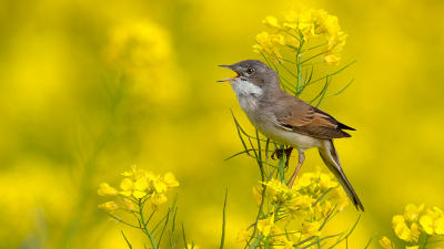 <i class='fa fa-user'></i> Theo Jacobs |   Grasmus  <i class='fa fa-eye'> 357</i>  <i class='fa fa-thumbs-up'> 21</i>   <i class='fa fa-comment-o'> 18</i>