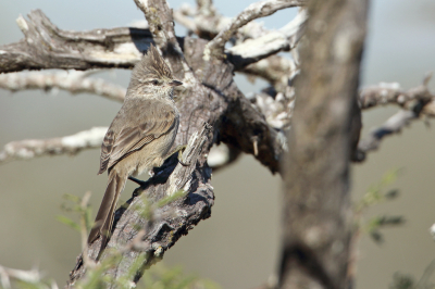 <i class='fa fa-user'></i> Martjan Lammertink |   La-Platameesstekelstaart  <i class='fa fa-eye'> 186</i>   <i class='fa fa-comment-o'> 4</i>