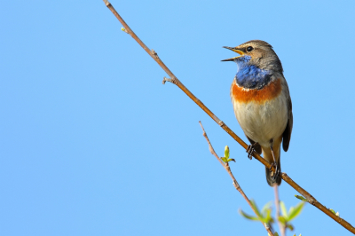 Het was een prachtige ochtend. Ik was op zoek naar rietgorzen wandelend langs een rietkraag toen ik opeens deze blauwborst vlakbij in een boompje zag zitten. Voorzichtig nog wat dichter genaderd en vanaf eenpootstatief gefotografeerd.