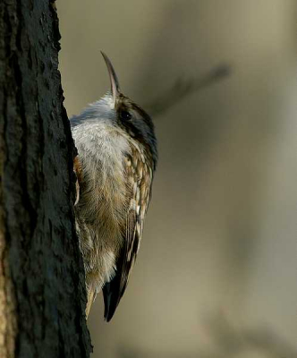 Gem.met Dynax 5D
Foc. 300mm  ISO-100
1/320 sec.  F8.0