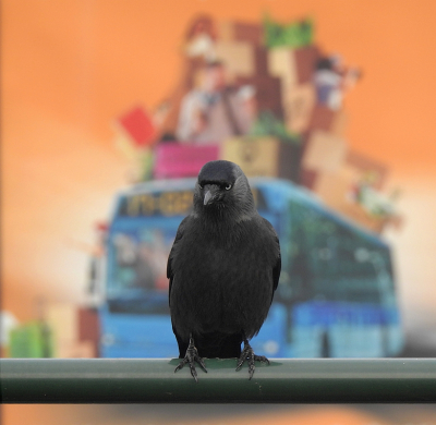 <i class='fa fa-user'></i> sieb |   Kauw  <i class='fa fa-eye'> 312</i>  <i class='fa fa-thumbs-up'> 15</i>   <i class='fa fa-comment-o'> 10</i>