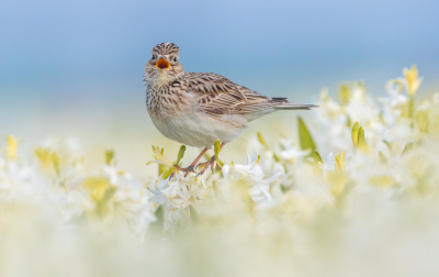 <i class='fa fa-user'></i> Hans Overduin |   Veldleeuwerik  <i class='fa fa-eye'> 330</i>  <i class='fa fa-thumbs-up'> 29</i>   <i class='fa fa-comment-o'> 14</i>