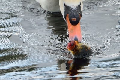 <i class='fa fa-user'></i> josephine |   Meerkoet  <i class='fa fa-eye'> 308</i>  <i class='fa fa-thumbs-up'> 11</i>   <i class='fa fa-comment-o'> 18</i>