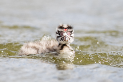 Dit jonge ieniemienie Fuutje verdween af en toe helemaal tussen de golven.
Gelukkig kon hij later weer lekker op de rug van moeder meevaren.