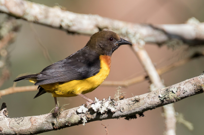 <i class='fa fa-user'></i> Paul van Giersbergen |   Usambarawever  <i class='fa fa-eye'> 108</i>   <i class='fa fa-comment-o'> 4</i>