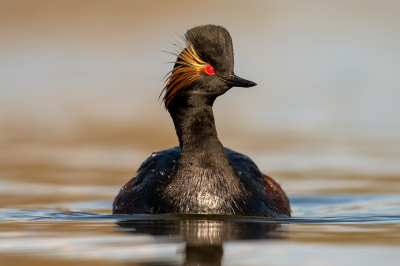 <i class='fa fa-user'></i> kevinhollmann |   Geoorde Fuut  <i class='fa fa-eye'> 310</i>  <i class='fa fa-thumbs-up'> 16</i>   <i class='fa fa-comment-o'> 10</i>