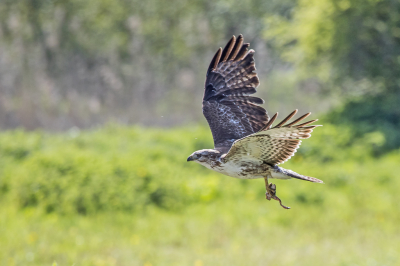 Eigenlijk naar een andere vogel kijkend, zag ik vanuit mijn ooghoek een Buizerd naar de grond duiken. Dat kan prooi betekenen, dus meteen omgedraaid, en de camera alvast gericht op waar de Buizerd hopelijk omhoog zou komen. En ja, hoor, hij had een kikker te pakken.