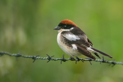 <i class='fa fa-user'></i> pjvantuil |   Roodkopklauwier  <i class='fa fa-eye'> 402</i>  <i class='fa fa-thumbs-up'> 15</i>   <i class='fa fa-comment-o'> 11</i>