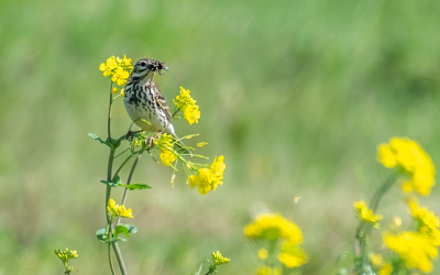 <i class='fa fa-user'></i> Harrie51 |   Graspieper  <i class='fa fa-eye'> 110</i>   <i class='fa fa-comment-o'> 17</i>