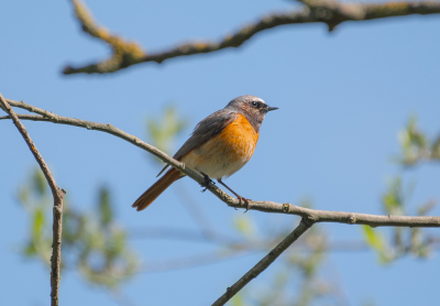 gisteren in het park in mooie dag maar als er veel wind was werden er enkele vogels waargenomen