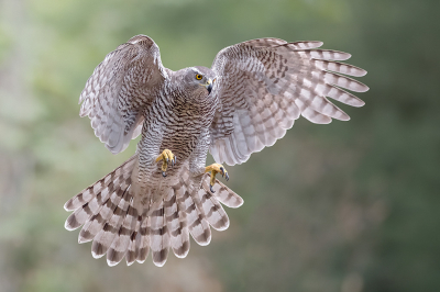 <i class='fa fa-user'></i> Raf Raeymaekers |   Havik  <i class='fa fa-eye'> 325</i>  <i class='fa fa-thumbs-up'> 13</i>   <i class='fa fa-comment-o'> 9</i>