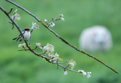 <i class='fa fa-user'></i> Celly |   Roodkopklauwier  <i class='fa fa-eye'> 289</i>  <i class='fa fa-thumbs-up'> 1</i>   <i class='fa fa-comment-o'> 7</i>