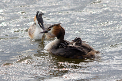 <i class='fa fa-user'></i> Jan Lohman |   Fuut  <i class='fa fa-eye'> 107</i>   <i class='fa fa-comment-o'> 16</i>