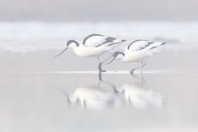 <i class='fa fa-user'></i> Katoo |   Kluut  <i class='fa fa-eye'> 270</i>  <i class='fa fa-thumbs-up'> 16</i>   <i class='fa fa-comment-o'> 16</i>