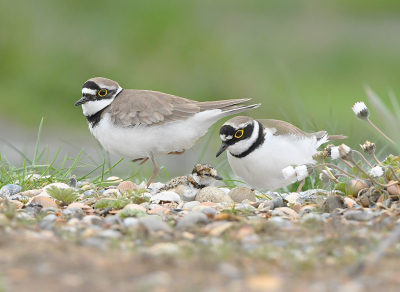 <i class='fa fa-user'></i> henkdikkers |   Kleine Plevier  <i class='fa fa-eye'> 290</i>  <i class='fa fa-thumbs-up'> 23</i>   <i class='fa fa-comment-o'> 20</i>