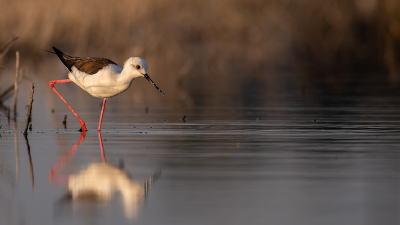 <i class='fa fa-user'></i> kevinhollmann |   Steltkluut  <i class='fa fa-eye'> 290</i>  <i class='fa fa-thumbs-up'> 17</i>   <i class='fa fa-comment-o'> 13</i>