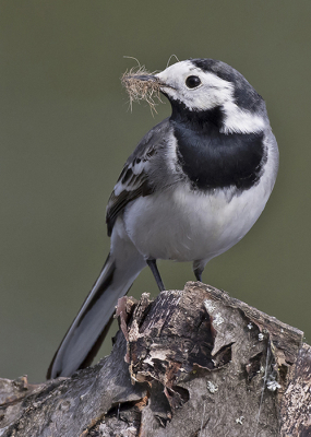 Witte Kwik kwam voor de kijkwand zitten om zijn nestmateriaal te tonen.