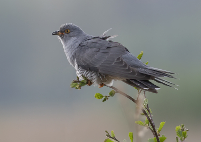 <i class='fa fa-user'></i> Fred |   Koekoek  <i class='fa fa-eye'> 370</i>  <i class='fa fa-thumbs-up'> 33</i>   <i class='fa fa-comment-o'> 19</i>