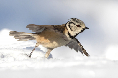 <i class='fa fa-user'></i> Tom |   Kuifmees  <i class='fa fa-eye'> 278</i>  <i class='fa fa-thumbs-up'> 16</i>   <i class='fa fa-comment-o'> 11</i>