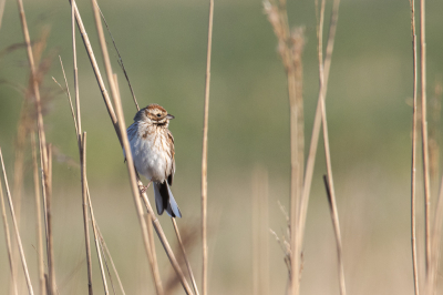 Van de rietgors zie je meestal het mannetje, met zijn zwarte kop, en vaak uitbundig zingend. Het vrouwtje zie je minder vaak, ook hier op BP. Dit exemplaar, tussen het riet, en in mooi ochtendlicht, liet zich gelukkig wel zien.