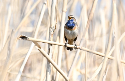 Nog een mooie Blauwborst  afgelopen week bezoek in het park