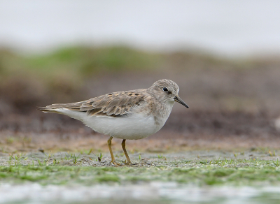 <i class='fa fa-user'></i> henkdikkers |   Temmincks Strandloper  <i class='fa fa-eye'> 220</i>  <i class='fa fa-thumbs-up'> 9</i>   <i class='fa fa-comment-o'> 4</i>