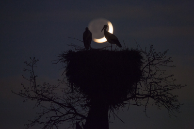 <i class='fa fa-user'></i> Adri Gr Nuelend |   Ooievaar  <i class='fa fa-eye'> 203</i>  <i class='fa fa-thumbs-up'> 12</i>   <i class='fa fa-comment-o'> 11</i>