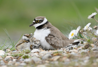 <i class='fa fa-user'></i> henkdikkers |   Kleine Plevier  <i class='fa fa-eye'> 380</i>  <i class='fa fa-thumbs-up'> 32</i>   <i class='fa fa-comment-o'> 19</i>