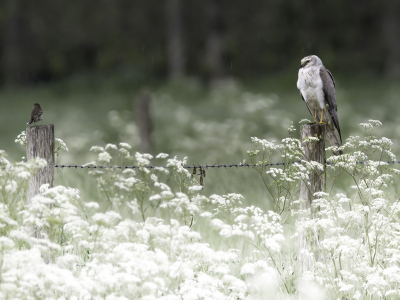 <i class='fa fa-user'></i> Kees van de Wege |   Steppekiekendief  <i class='fa fa-eye'> 455</i>  <i class='fa fa-thumbs-up'> 29</i>   <i class='fa fa-comment-o'> 21</i>