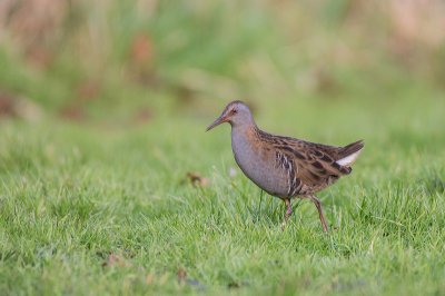 Aan het einde van de middag ben ik nog een klein rondje gaan wandelen en de camera meegenomen. Het was best wel een donkere dag en er was echt al enorm veel regen gevallen de dagen ervoor, waardoor het grasveldje een plasdras was geworden. Er liepen Meerkoeten en Waterhoentje en zelfs een Waterral... Die heb ik daar nog nooit gezien. Ook niet in de buurt zelfs. Hij dook meerdere keren in de begroeiing, omdat er honden het veldje op liepen. Maar hij kwam telkens weer terug gelukkig. Wat was ik blij dat ik de camera mee had.