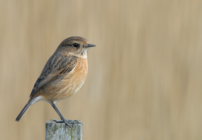 mijn eerste stap op dslr gebied .Oefenen, oefenen ,oefenen.

Deze dslr upload draag ik op aan Peter Wijn
[ zonder hem had deze roodborsttapuit dame nog 2 maand op mij moeten wachten.]