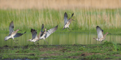 <i class='fa fa-user'></i> corvanspijk |   Regenwulp  <i class='fa fa-eye'> 193</i>  <i class='fa fa-thumbs-up'> 4</i>   <i class='fa fa-comment-o'> 3</i>