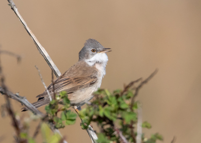 Vanuit onze mobiele hut kunnen genieten van diverse kleine vogeltjes o.a. puttertjes, kneutjes en ook deze grasmus.