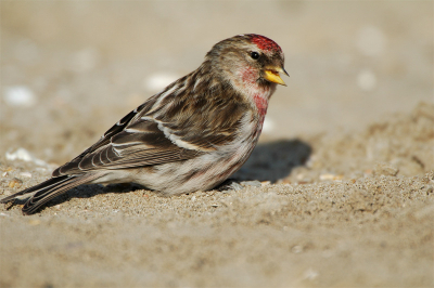 Middagje Scheveningen heerlijk om zo drie soortjes te fotograferen. Deze grote Barmsijs kwam wel heel dichtbij ik vond de positie op het strandzand wel mooi.