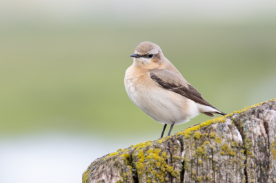 Vandaag waren de paaltjes in de Surhuizumer Mieden, ondanks het grillige weer, goed bezet met vogels. Deze tapuit, die ik hier zelf voor het eerst zag, liet zich ook nog eens heel goed benaderen.