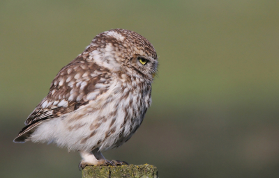 Even getwijfeld, maar ik dacht "waarom moeten Steenuilen ltijd recht in de camera kijken"..ze doen ook nog wel eens wat anders. Deze zat af en toe ook heel geconcentreerd in het gras te turen of er nog wat eetbaars te vinden was.