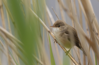 Tijdens het vogelkijken op en rond de plas zat deze Kleine Karekiet helemaal aan de voorkant van de rietkraag. Ik moest tussen de stengel door fotograferen. Stond ook nogal wat wind waardoor de stengels behoorlijk heen en weer gingen. Zoals je ziet zit er ook net een deel van een stengel voor de vogel. Het groen is van de nieuwe stengels die aan het doorkomen zijn.