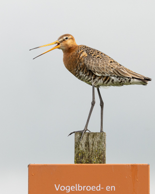 Nu het gras langer wordt en het broedseizoen vordert zoeken ook de grutto's de paaltjes weer op. Deze grutto bleef rustig zitten toen ik met de auto stopte. Ik vind het oranje van het bordje wel fijn matchen met de kleur van de grutto zelf, en de poten komen zo ook mooi in beeld.