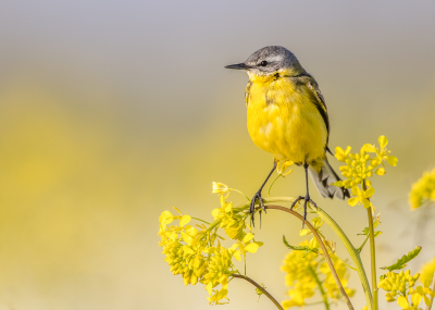 Bij ons tegenover hebben we een biologische bollenkweker. Niks geen keurige vuilvrije velden met bloemen, er groeit van alles tussen wat vaak ook nog een bloemetje heeft. Zoals hier (ik denk) koolzaad wat bloeit in een veld met witte tulpen. 
Wij zijn er heel erg blij mee, en wij niet alleen, diverse Gele Kwikstaarten en Veldleeuwerik die er hun kroost grootbrengen. Geen gifspuit meer door het land, maar mooie bloeiende akkerranden.